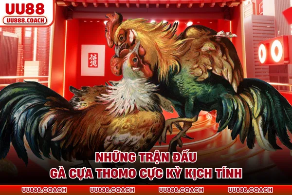 Những trận đấu gà cựa Thomo cực kỳ kịch tính